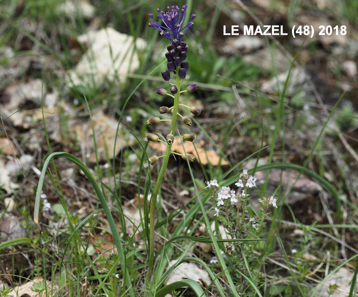 Tassel Hyacinth leaf